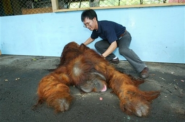 orangutan love.jpg